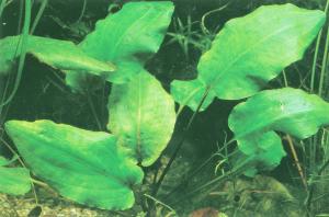 Cryptocoryne purpurea